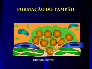Tampão estável
FORMAÇÃO DO TAMPÃO
 