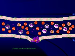 Cortesia: prof. Wilson Melo Cruvinel
 