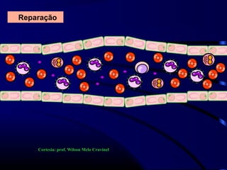 Reparação
Cortesia: prof. Wilson Melo Cruvinel
 