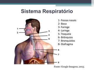 Sistema Respiratório
Fonte: Google Imagens, 2015.
 