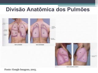 Divisão Anatômica dos Pulmões
Fonte: Google Imagens, 2015.
 