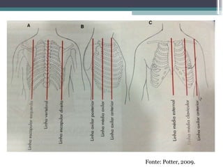 Fonte: Potter, 2009.
 