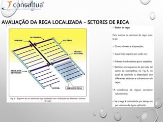 AVALIAÇÃO DA REGA LOCALIZADA – SETORES DE REGA
 