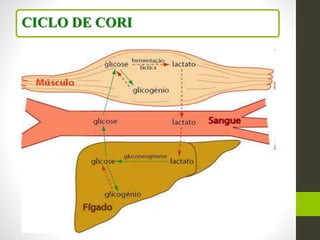 CICLO DE CORI
 