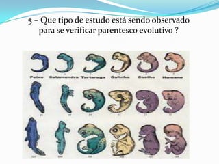 5 – Que tipo de estudo está sendo observado
   para se verificar parentesco evolutivo ?
 