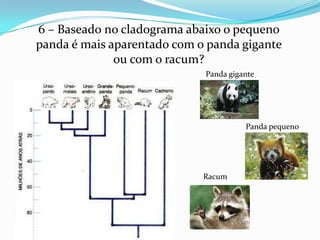 6 – Baseado no cladograma abaixo o pequeno
panda é mais aparentado com o panda gigante
              ou com o racum?
                             Panda gigante




                                       Panda pequeno




                             Racum
 