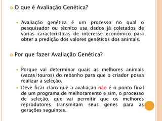  O que é Avaliação Genética?
 Avaliação genética é um processo no qual o
pesquisador ou técnico usa dados já coletados de
várias características de interesse econômico para
obter a predição dos valores genéticos dos animais.
 Por que fazer Avaliação Genética?
 Porque vai determinar quais as melhores animais
(vacas/touros) do rebanho para que o criador possa
realizar a seleção.
 Deve ficar claro que a avaliação não é o ponto final
de um programa de melhoramento e sim, o processo
de seleção, que vai permitir que os melhores
reprodutores transmitam seus genes para as
gerações seguintes.
 