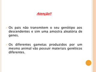 Atenção!!
 Os pais não transmitem o seu genótipo aos
descendentes e sim uma amostra aleatória de
genes.
 Os diferentes gametas produzidos por um
mesmo animal vão possuir materiais genéticos
diferentes.
 