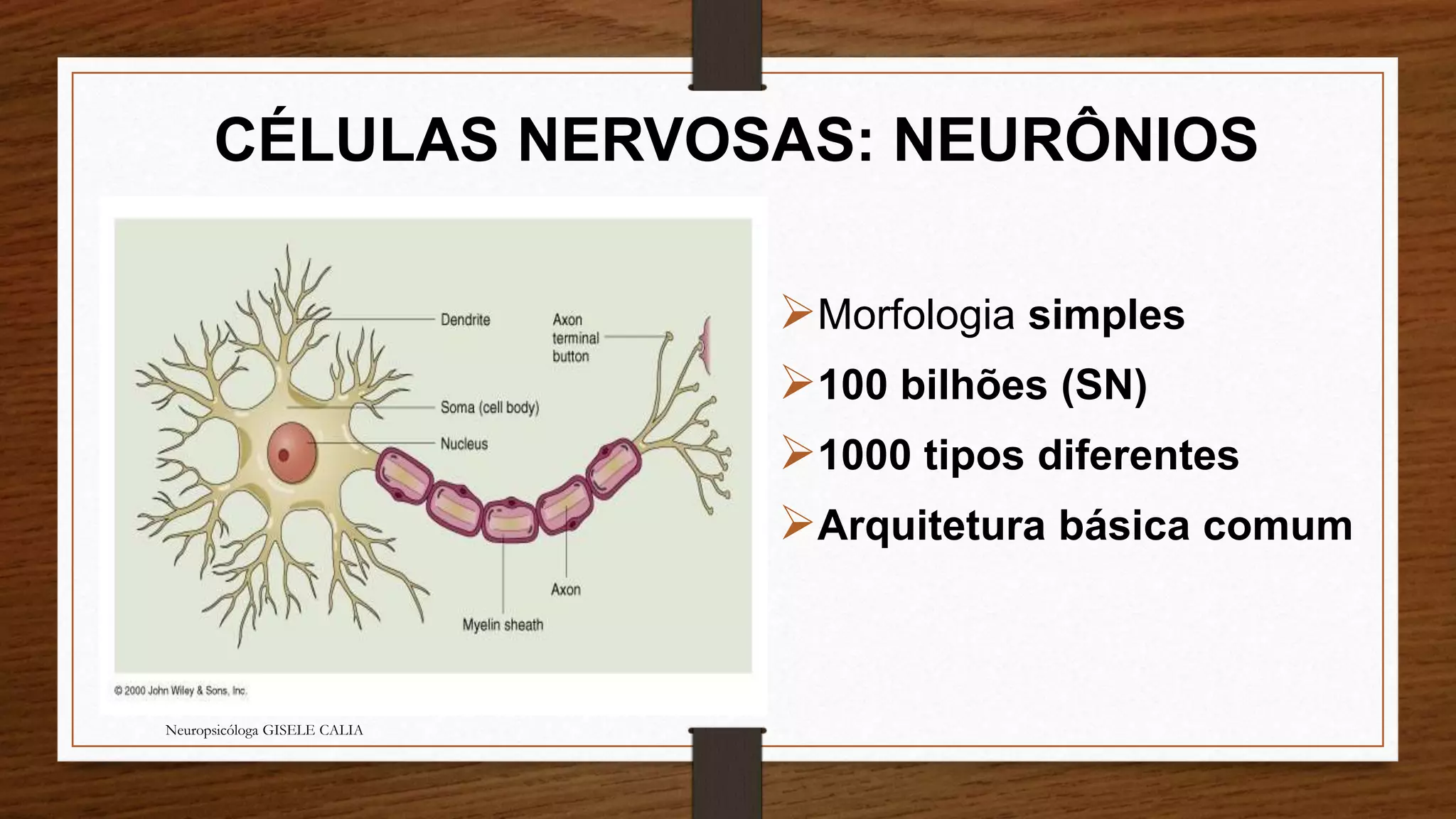 CÉLULAS NERVOSAS: NEURÔNIOS 
Morfologia simples 
100 bilhões (SN) 
1000 tipos diferentes 
Arquitetura básica comum 
Neuropsicóloga GISELE CALIA 
 