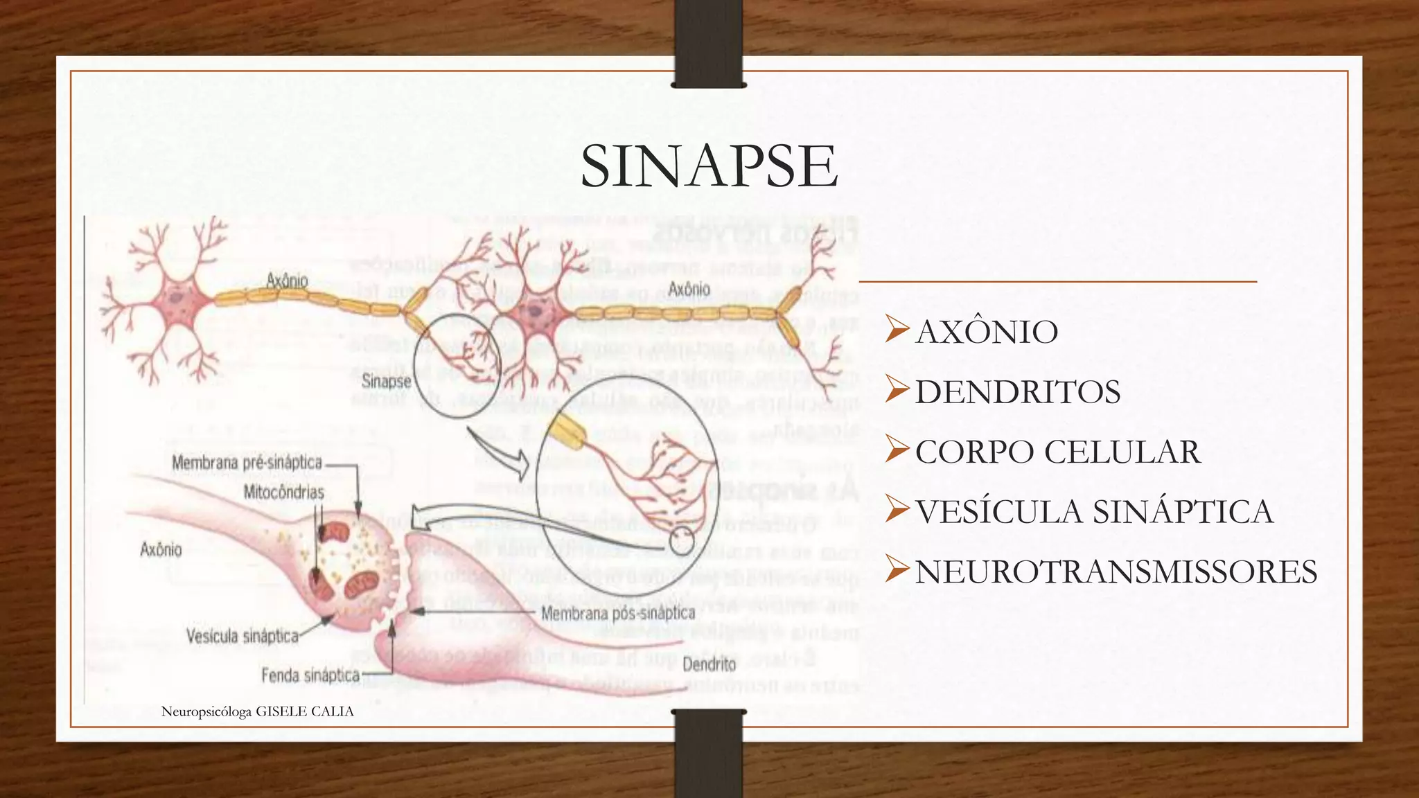 SINAPSE 
AXÔNIO 
DENDRITOS 
CORPO CELULAR 
VESÍCULA SINÁPTICA 
NEUROTRANSMISSORES 
Neuropsicóloga GISELE CALIA 
 