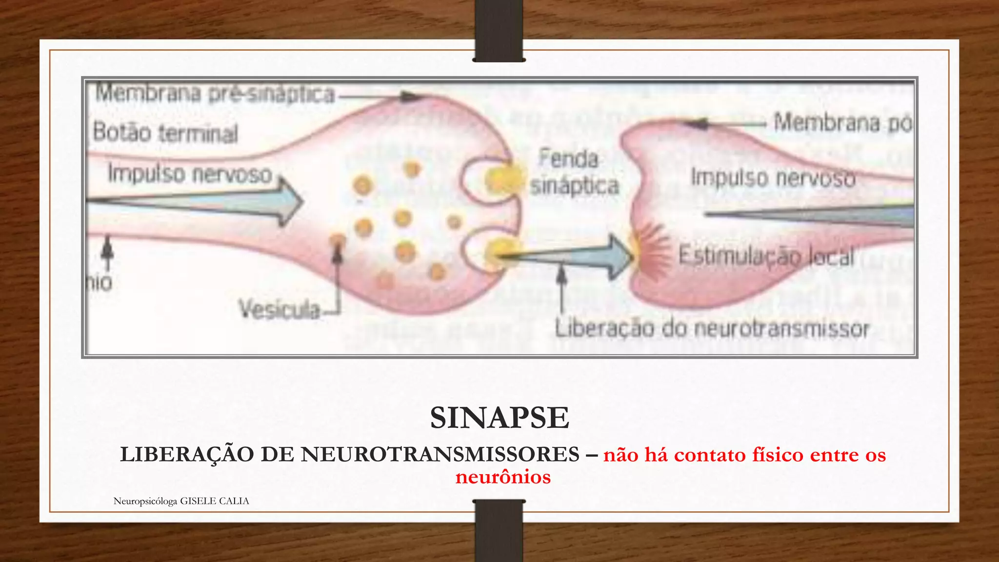 SINAPSE 
LIBERAÇÃO DE NEUROTRANSMISSORES – não há contato físico entre os 
neurônios 
Neuropsicóloga GISELE CALIA 
 