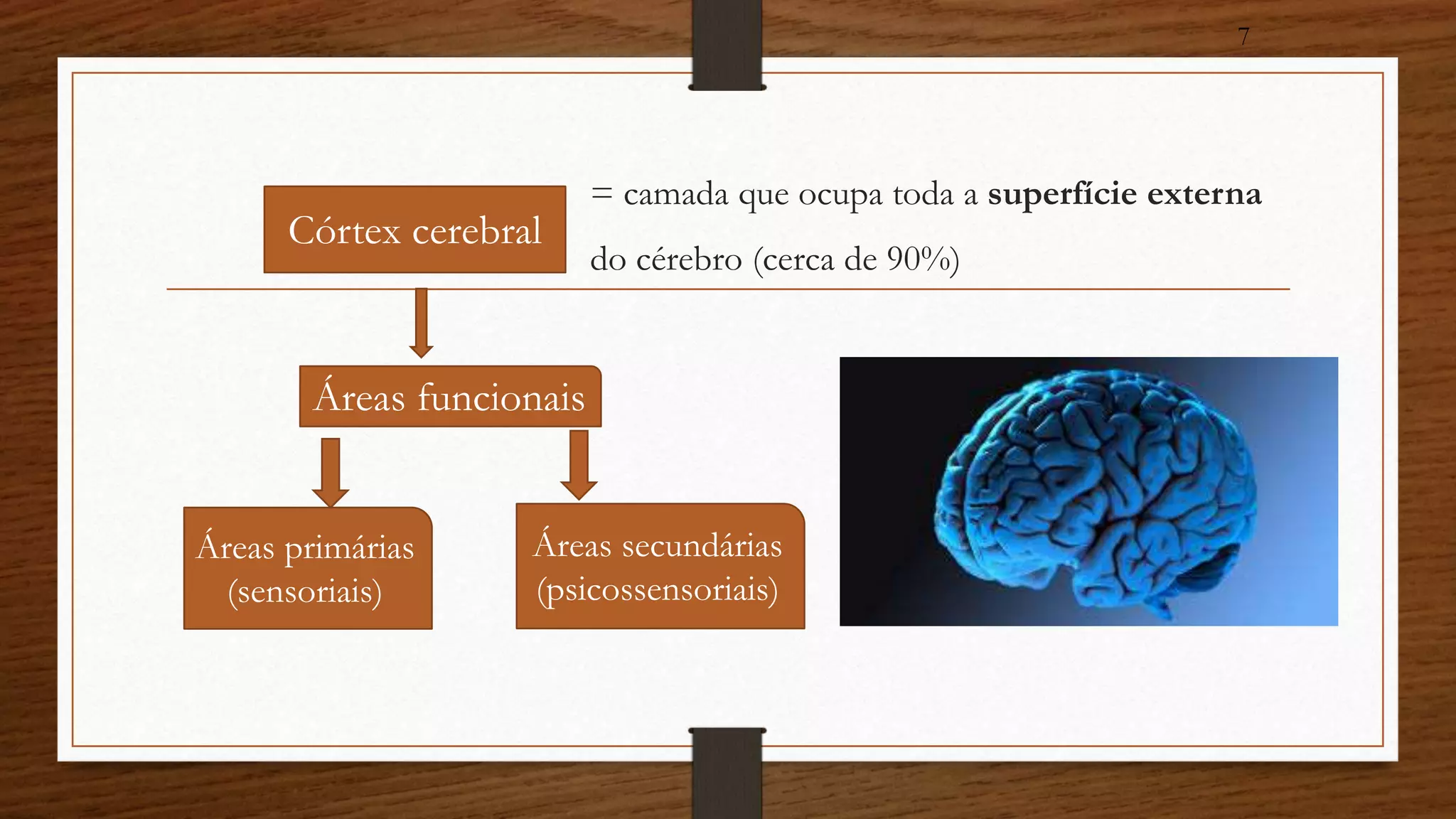 Córtex cerebral 
Áreas funcionais 
Áreas primárias 
(sensoriais) 
Áreas secundárias 
(psicossensoriais) 
7 
= camada que ocupa toda a superfície externa 
do cérebro (cerca de 90%) 
 
