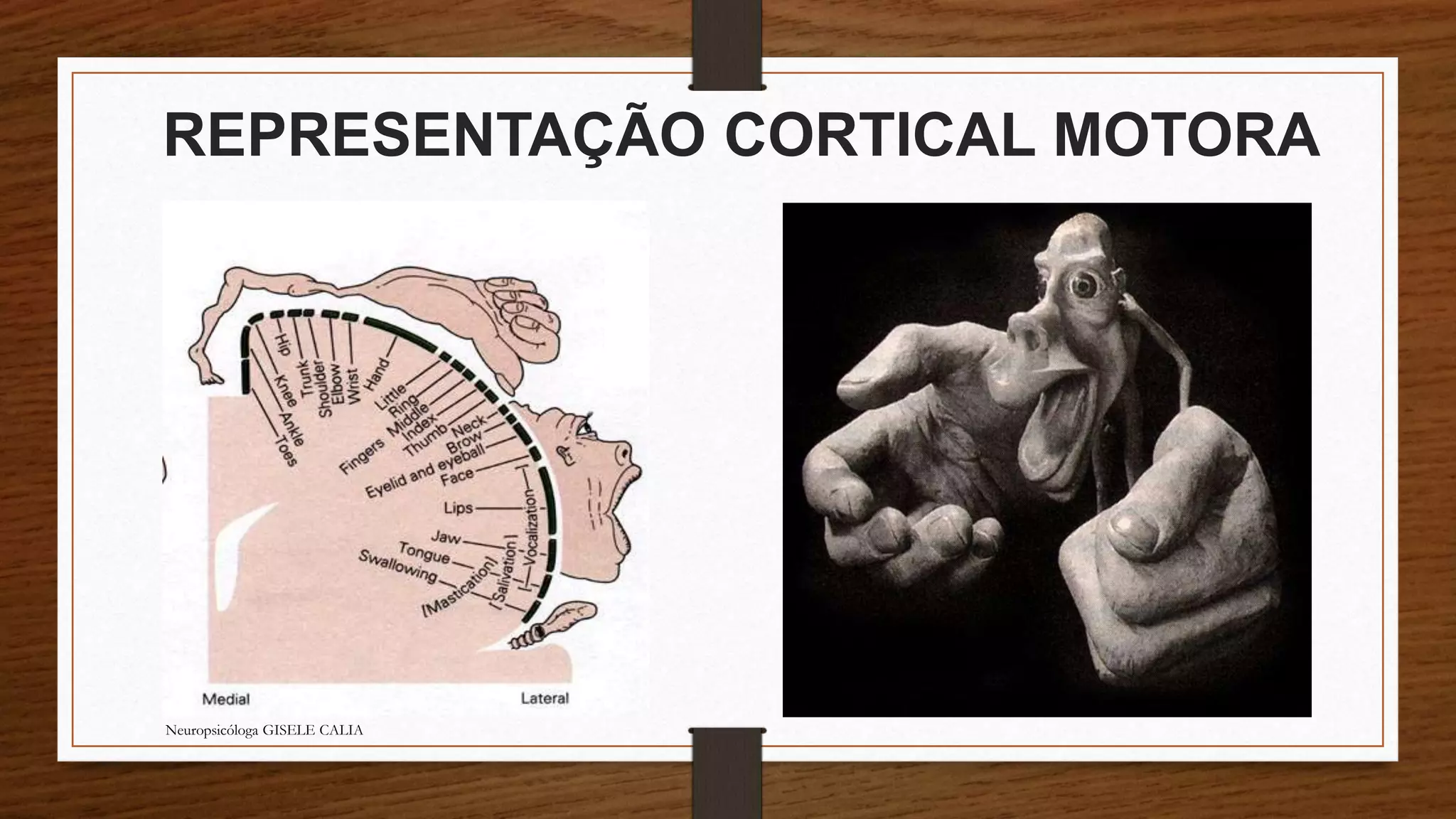 REPRESENTAÇÃO CORTICAL MOTORA 
Neuropsicóloga GISELE CALIA 
 