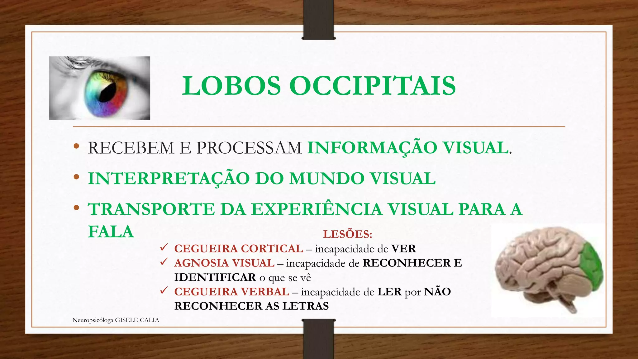 LOBOS OCCIPITAIS 
• RECEBEM E PROCESSAM INFORMAÇÃO VISUAL. 
• INTERPRETAÇÃO DO MUNDO VISUAL 
• TRANSPORTE DA EXPERIÊNCIA VISUAL PARA A 
FALA 
Neuropsicóloga GISELE CALIA 
LESÕES: 
 CEGUEIRA CORTICAL – incapacidade de VER 
 AGNOSIA VISUAL – incapacidade de RECONHECER E 
IDENTIFICAR o que se vê 
 CEGUEIRA VERBAL – incapacidade de LER por NÃO 
RECONHECER AS LETRAS 
 