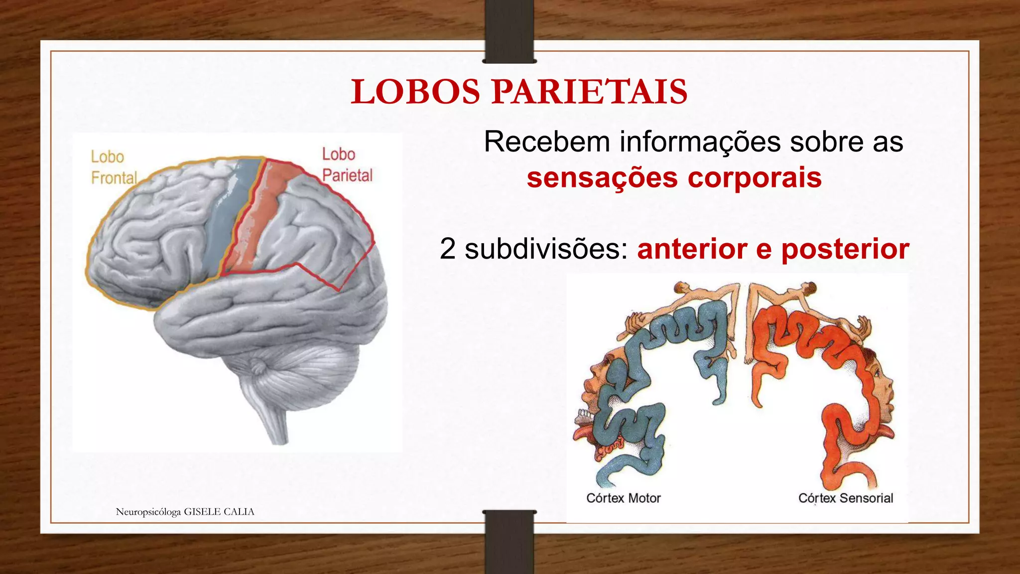 Neuropsicóloga GISELE CALIA 
LOBOS PARIETAIS 
Recebem informações sobre as 
sensações corporais 
2 subdivisões: anterior e posterior 
 