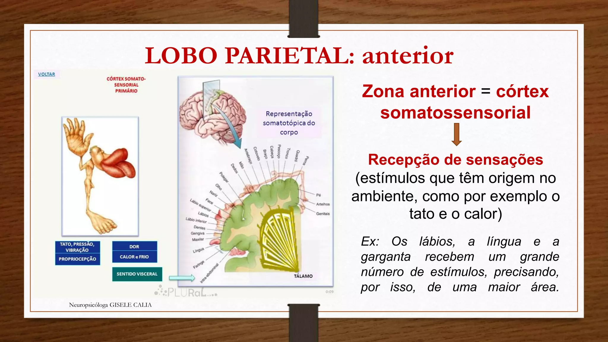 LOBO PARIETAL: anterior 
Neuropsicóloga GISELE CALIA 
Zona anterior = córtex 
somatossensorial 
Recepção de sensações 
(estímulos que têm origem no 
ambiente, como por exemplo o 
tato e o calor) 
Ex: Os lábios, a língua e a 
garganta recebem um grande 
número de estímulos, precisando, 
por isso, de uma maior área. 
 