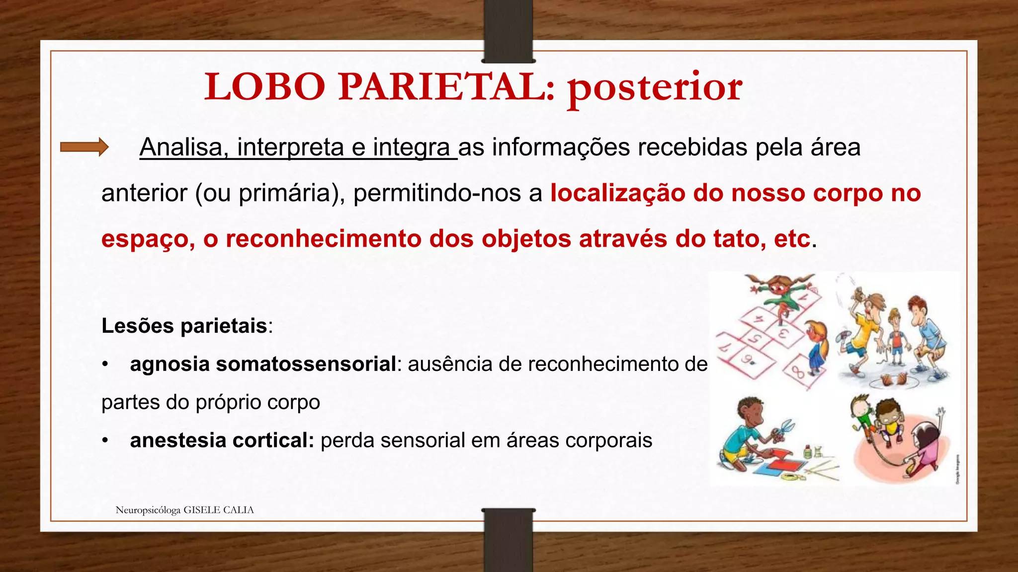 LOBO PARIETAL: posterior 
Analisa, interpreta e integra as informações recebidas pela área 
anterior (ou primária), permitindo-nos a localização do nosso corpo no 
espaço, o reconhecimento dos objetos através do tato, etc. 
Lesões parietais: 
• agnosia somatossensorial: ausência de reconhecimento de 
partes do próprio corpo 
• anestesia cortical: perda sensorial em áreas corporais 
Neuropsicóloga GISELE CALIA 
 