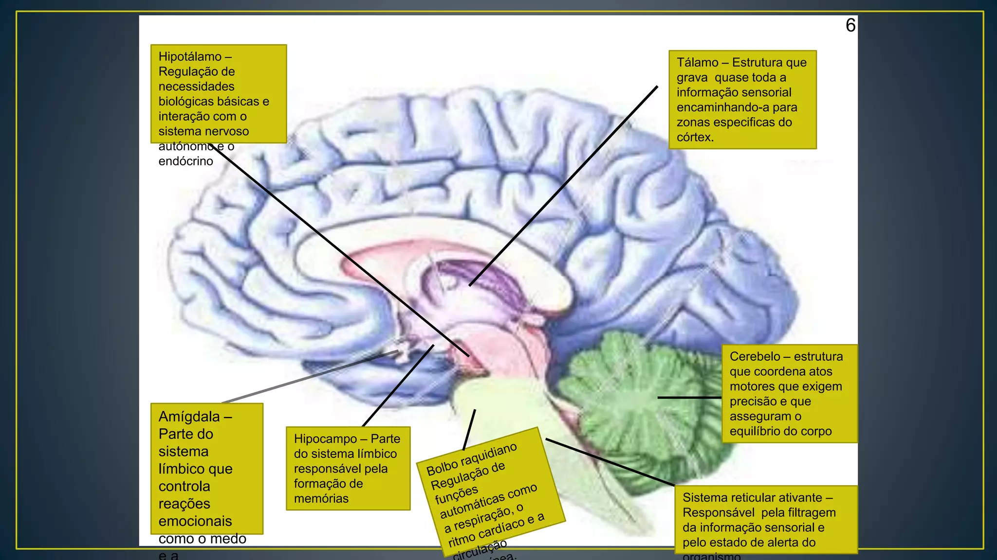 Hipotálamo – 
Regulação de 
necessidades 
biológicas básicas e 
interação com o 
sistema nervoso 
autónomo e o 
endócrino 
Amígdala – 
Parte do 
sistema 
límbico que 
controla 
reações 
emocionais 
como o medo 
e a 
Tálamo – Estrutura que 
grava quase toda a 
informação sensorial 
encaminhando-a para 
zonas especificas do 
córtex. 
Cerebelo – estrutura 
que coordena atos 
motores que exigem 
precisão e que 
asseguram o 
equilíbrio do corpo 
Hipocampo – Parte 
do sistema límbico 
responsável pela 
formação de 
memórias Sistema reticular ativante – 
Responsável pela filtragem 
da informação sensorial e 
pelo estado de alerta do 
organismo 
6 
 