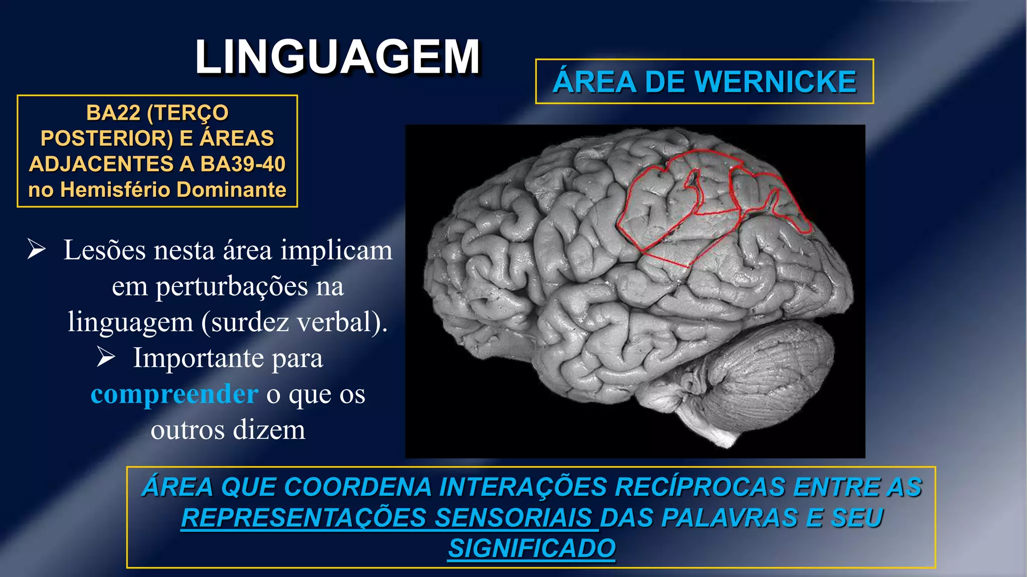 LINGUAGEM 
ÁREA DE WERNICKE 
BA22 (TERÇO 
POSTERIOR) E ÁREAS 
ADJACENTES A BA39-40 
no Hemisfério Dominante 
ÁREA QUE COORDENA INTERAÇÕES RECÍPROCAS ENTRE AS 
REPRESENTAÇÕES SENSORIAIS DAS PALAVRAS E SEU 
SIGNIFICADO 
 Lesões nesta área implicam 
em perturbações na 
linguagem (surdez verbal). 
 Importante para 
compreender o que os 
outros dizem 
 