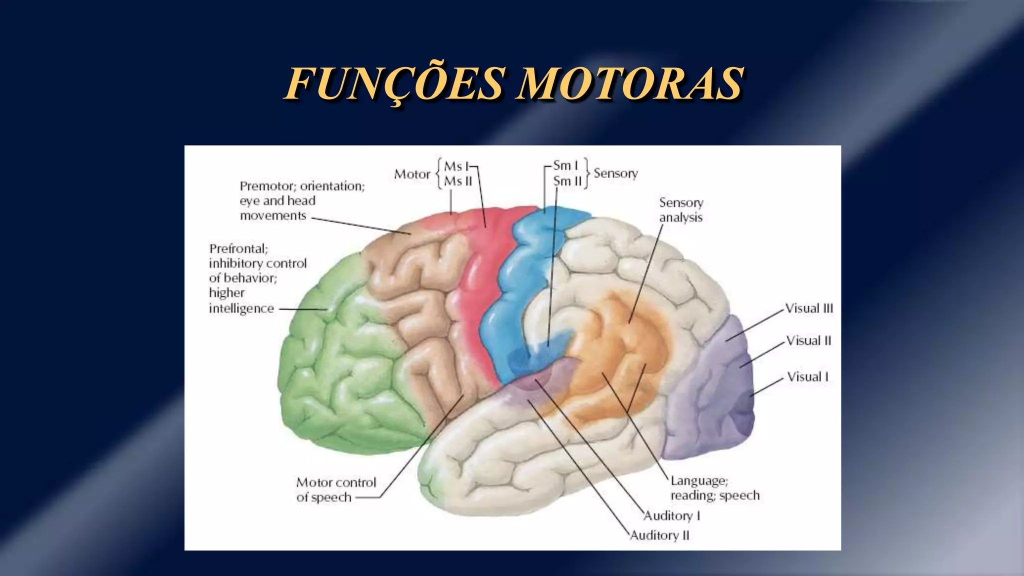 FUNÇÕES MOTORAS 
 
