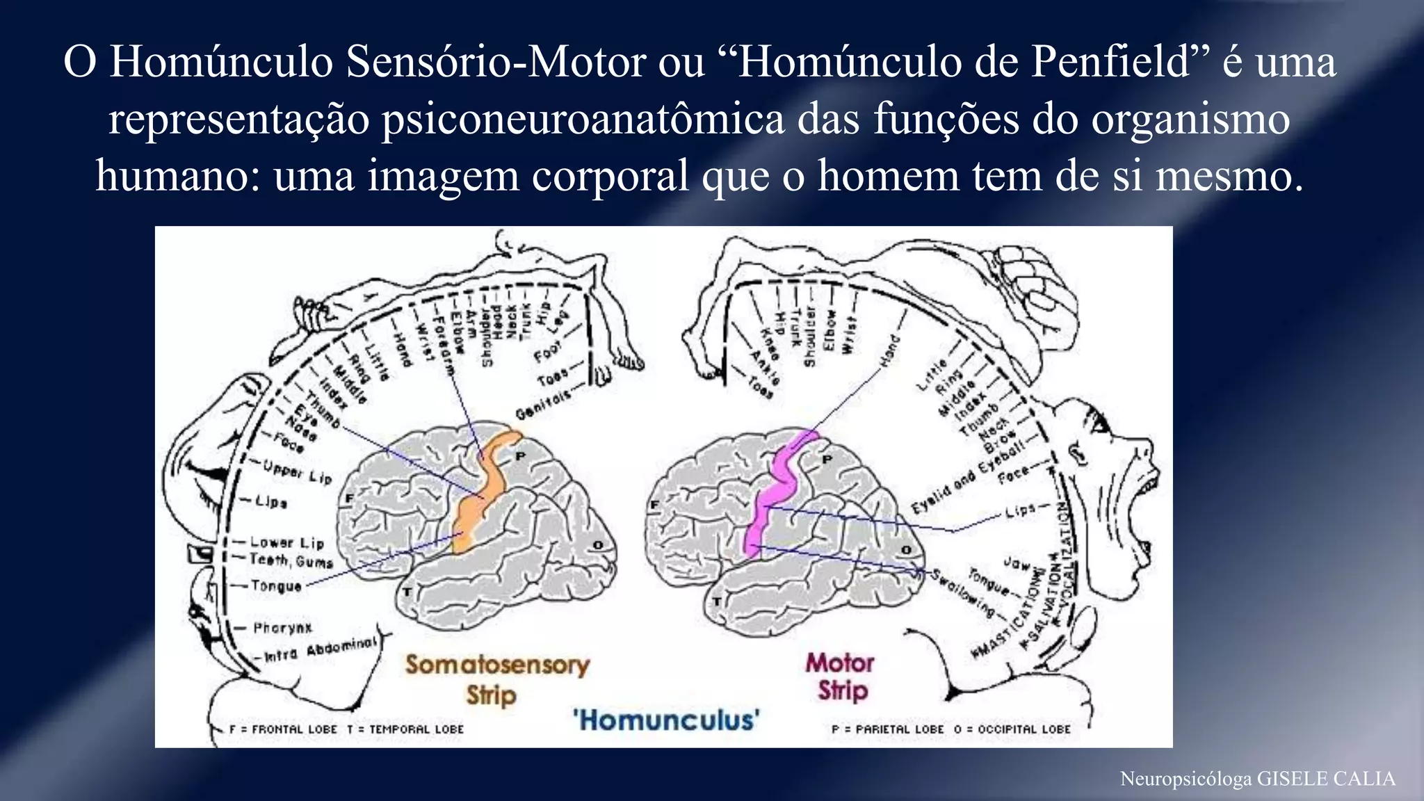 O Homúnculo Sensório-Motor ou “Homúnculo de Penfield” é uma 
representação psiconeuroanatômica das funções do organismo 
humano: uma imagem corporal que o homem tem de si mesmo. 
Neuropsicóloga GISELE CALIA 
 