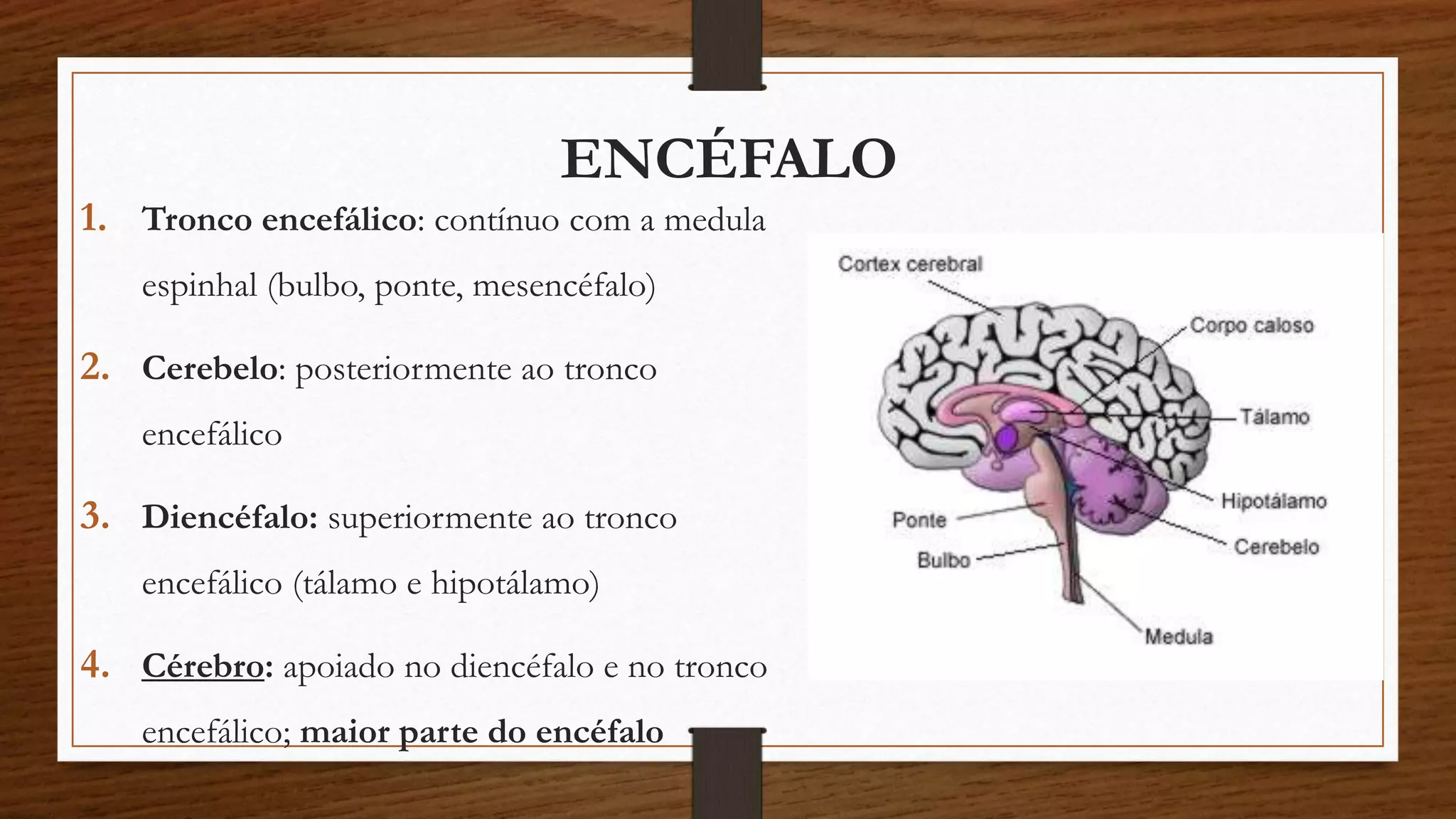 ENCÉFALO 
1. Tronco encefálico: contínuo com a medula 
espinhal (bulbo, ponte, mesencéfalo) 
2. Cerebelo: posteriormente ao tronco 
encefálico 
3. Diencéfalo: superiormente ao tronco 
encefálico (tálamo e hipotálamo) 
4. Cérebro: apoiado no diencéfalo e no tronco 
encefálico; maior parte do encéfalo 
 