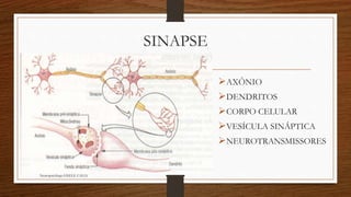 SINAPSE 
AXÔNIO 
DENDRITOS 
CORPO CELULAR 
VESÍCULA SINÁPTICA 
NEUROTRANSMISSORES 
Neuropsicóloga GISELE CALIA 
 