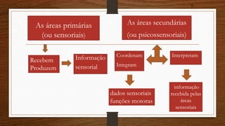 As áreas primárias 
(ou sensoriais) 
Informação 
sensorial 
As áreas secundárias 
(ou psicossensoriais) 
Coordenam 
Integram 
Recebem 
Produzem 
dados sensoriais 
funções motoras 
8 
Interpretam 
informação 
recebida pelas 
áreas 
sensoriais 
 