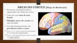 ÁREAS DO CÓRTEX (Mapa de Brodmann) 
• Estruturas citoarquitetonicas e 
organização das células do córtex 
• Cada área tem mais de uma 
função 
• Múltiplas áreas são usadas em 
cada atividade 
• Um lado frequentemente tem 
prevalência sobre o outro 
 Áreas 3, 1 e 2 - córtex somatossensorial primário: 
processa tatos, dor e propriocepção 
 Área 9 - córtex dorsolateral pré-frontal: associado 
com lógica e cálculos; 
Neuropsicóloga GISELE CALIA 
 