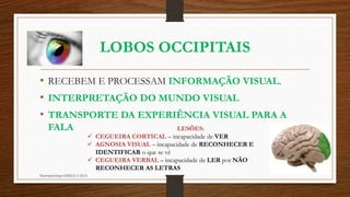 LOBOS OCCIPITAIS 
• RECEBEM E PROCESSAM INFORMAÇÃO VISUAL. 
• INTERPRETAÇÃO DO MUNDO VISUAL 
• TRANSPORTE DA EXPERIÊNCIA VISUAL PARA A 
FALA 
Neuropsicóloga GISELE CALIA 
LESÕES: 
 CEGUEIRA CORTICAL – incapacidade de VER 
 AGNOSIA VISUAL – incapacidade de RECONHECER E 
IDENTIFICAR o que se vê 
 CEGUEIRA VERBAL – incapacidade de LER por NÃO 
RECONHECER AS LETRAS 
 