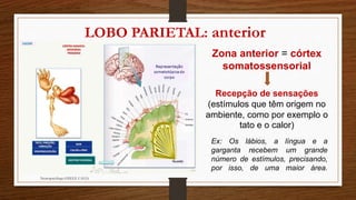 LOBO PARIETAL: anterior 
Neuropsicóloga GISELE CALIA 
Zona anterior = córtex 
somatossensorial 
Recepção de sensações 
(estímulos que têm origem no 
ambiente, como por exemplo o 
tato e o calor) 
Ex: Os lábios, a língua e a 
garganta recebem um grande 
número de estímulos, precisando, 
por isso, de uma maior área. 
 