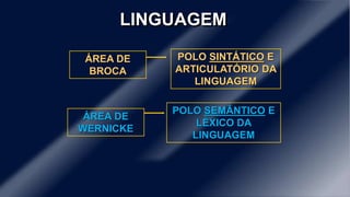 LINGUAGEM 
ÁREA DE 
BROCA 
POLO SINTÁTICO E 
ARTICULATÓRIO DA 
LINGUAGEM 
ÁREA DE 
WERNICKE 
POLO SEMÂNTICO E 
LÉXICO DA 
LINGUAGEM 
 
