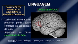 LINGUAGEM 
ÁREA DE BROCA 
BA44 E CÓRTEX 
PREFRONTAL 
ADJACENTE no 
Hemisfério Dominante 
• Lesões nesta área podem 
provocar perda quase 
completa da capacidade 
de falar. 
• Importante na nossa 
capacidade de falar. 
Exemplo: “Não… domingo, … quarta-feira… almoço… e… família”. 
 