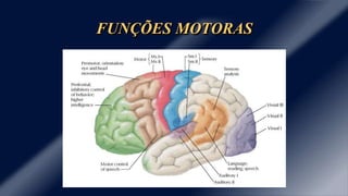 FUNÇÕES MOTORAS 
 