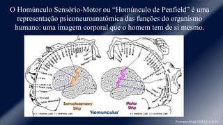 O Homúnculo Sensório-Motor ou “Homúnculo de Penfield” é uma 
representação psiconeuroanatômica das funções do organismo 
humano: uma imagem corporal que o homem tem de si mesmo. 
Neuropsicóloga GISELE CALIA 
 