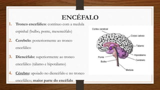 ENCÉFALO 
1. Tronco encefálico: contínuo com a medula 
espinhal (bulbo, ponte, mesencéfalo) 
2. Cerebelo: posteriormente ao tronco 
encefálico 
3. Diencéfalo: superiormente ao tronco 
encefálico (tálamo e hipotálamo) 
4. Cérebro: apoiado no diencéfalo e no tronco 
encefálico; maior parte do encéfalo 
 