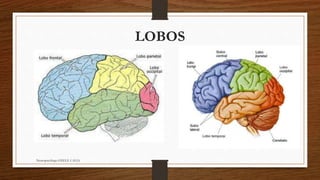 Cérebro e Funções Cognitivas Slide 18