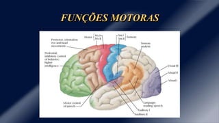 Cérebro e Funções Cognitivas Slide 52
