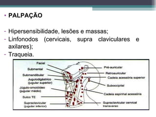 • PALPAÇÃO
- Hipersensibilidade, lesões e massas;
- Linfonodos (cervicais, supra claviculares e
axilares);
- Traqueia.
 