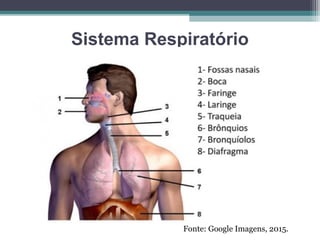 Sistema Respiratório
Fonte: Google Imagens, 2015.
 