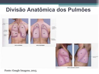 Divisão Anatômica dos Pulmões
Fonte: Google Imagens, 2015.
 