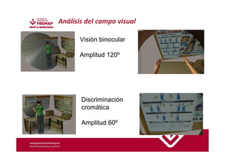 Análisis del campo visual 
Visión binocular 
Amplitud 120º 
Discriminación 
cromática 
Amplitud 60º 
 