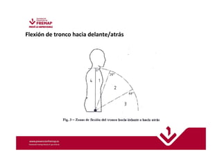 Flexión de tronco hacia delante/atrás 
 
