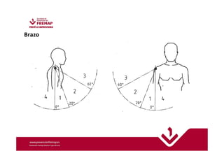 Brazo 
 