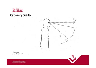 Cabeza y cuello 
 