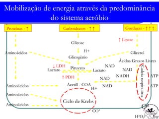 Mobilização de energia através da predominância do sistema aeróbio Proteínas - ↑  Gorduras - ↑ ↑ ↑  Carboidratos - ↑ ↑  Ciclo de Krebs Glicose Glicogênio Glicerol Ácidos Graxos Livres Aminoácidos Piruvato Lactato ↓  LDH ↑  PDH Acetill - COA NAD NADH O² NAD Aminoácidos Aminoácidos Aminoácidos Cadeia respiratória H²O H+ CO² ATP ATP NAD NAD ↑  Lipase H+ Lactato 