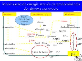 Glicerol Mobilização de energia através da predominância do sistema anaeróbio Ciclo de Krebs Glicose Glicogênio Ácidos Graxos Livres Aminoácidos Piruvato ↑↑ Lactato ↑↑↑ LDH ↓  PDH Acetill - COA NAD NADH ↓ O² NAD Aminoácidos Aminoácidos Aminoácidos Cadeia respiratória CO² H+ H+ H+ NADH NADH NADH ATP ATP Fígado  Ciclo de Cori Músculos Coração ↓ Lipase H+ O² H+ CO² CO² Proteínas - ↑  Gorduras - ↑ ↑  Carboidratos - ↑ ↑ ↑  ↑↑ Lactato 