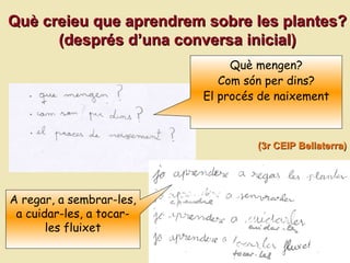 Qu è creieu que aprendrem sobre les plantes ? (despr és d’una conversa inicial) (3r CEIP Bellaterra) Què mengen? Com són per dins? El procés de naixement A regar, a sembrar-les, a cuidar-les, a tocar-les fluixet 