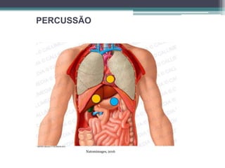 PERCUSSÃO
Natomimages, 2016
 