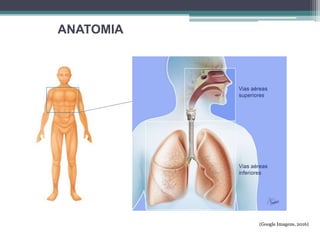 ANATOMIA
(Google Imagens, 2016)
 